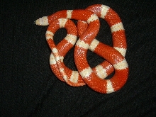 98 0.1 nelsoni 9 9 06 coiled on black