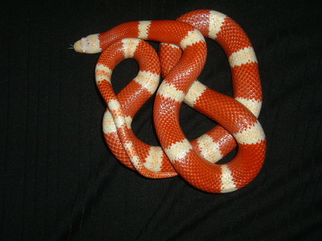 98 0.1 nelsoni 9 9 06 coiled on black