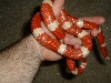 98 nelsoni coiled in hand