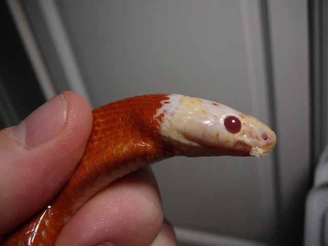98 nelsoni sideview
