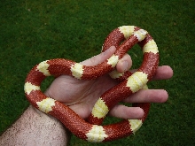 99 1.0 nelsoni 8 10 08 coiled in hand