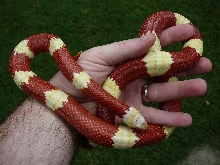 99 1.0 nelsoni 8 10 08 coiled in hand 2