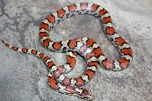 amherst male adult