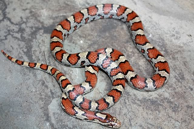 amherst male adult