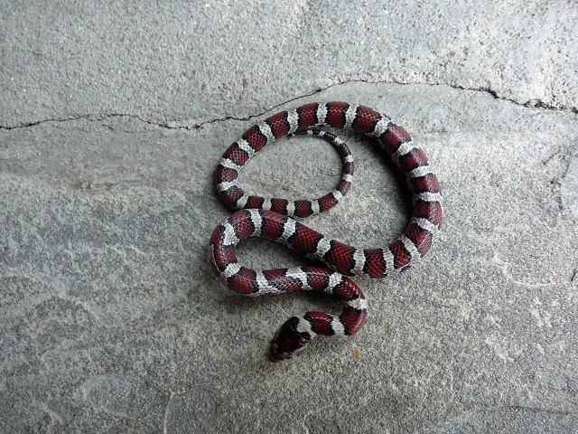 LBC Female #2