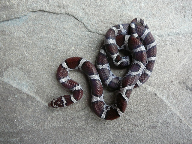 McDowell female 2011