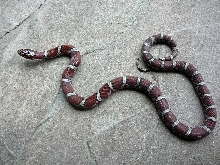 McDowell male