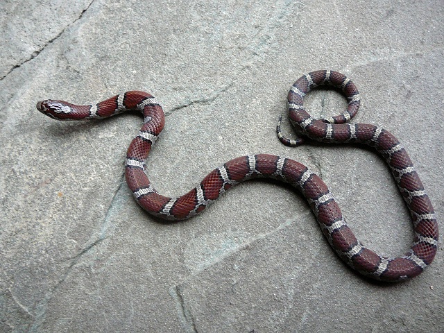 McDowell male