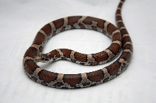 LBC adult female