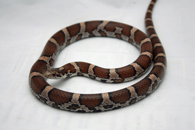 LBC adult female