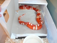 Hondo hook up 3 30 08
