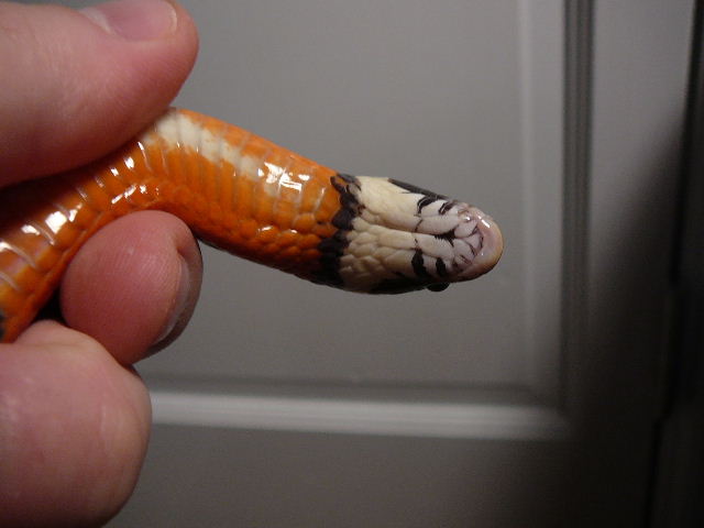 sinaloan neck
