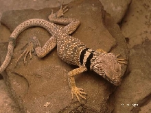 C. bicinctores male