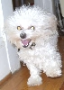Demon Dog 12-11-05