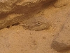 "Rock Lizard"