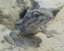 Leopard Lizard