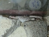 Emma Sleeping