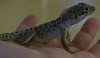 Leopard Lizard Large Female
