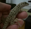 Leopard Lizard Male