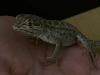 Leopard Lizard Small Female