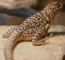 Peanut 10-5-06