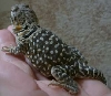 Fattest Lizard