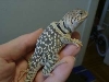 Peanut