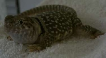 Peanut 4-7-05