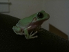 Pogo