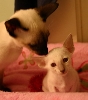Seychelles and kitten