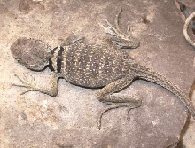 C. bicinctores male (skinny)