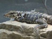 Tegu Shed