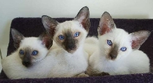 Siamese Kittens