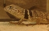 bicintores female 8-13-05