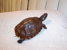 Female Box