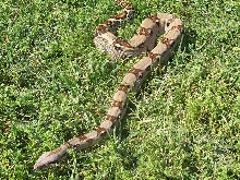 Dubay Pastel Female