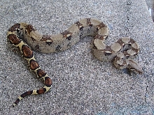 Dubay Pastel Female