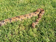 Dubay Pastel Male