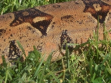 Dubay Pastel Male