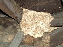 Wasp Nest???