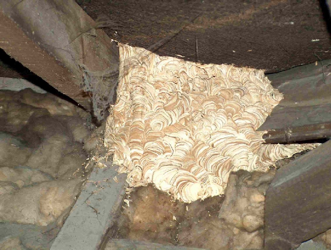 Wasp Nest???