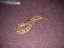 My newest family member