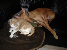 when not chasing the kitty...