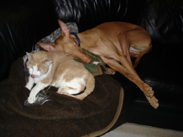 when not chasing the kitty...