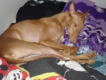 Lazy Pharaoh day