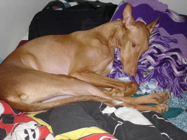 Lazy Pharaoh day