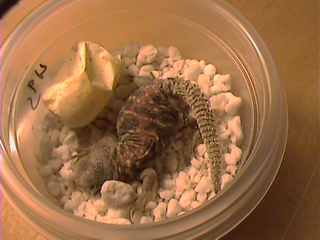 Baby ocellata