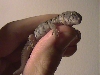 Baby ocellata 2