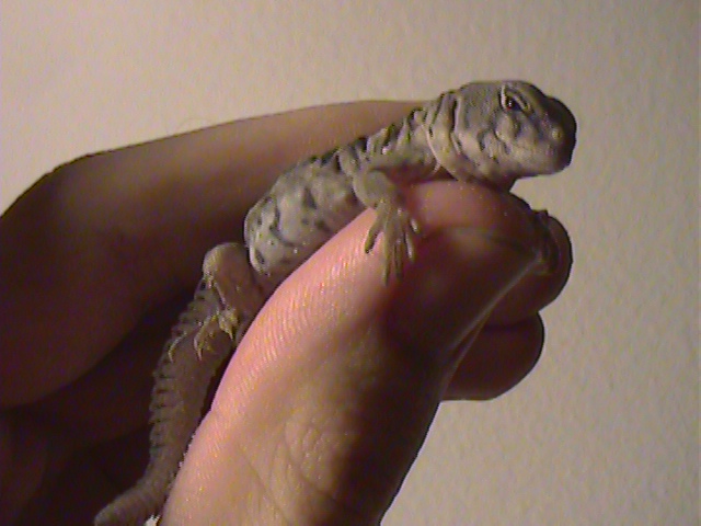 Baby ocellata 2