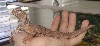Uro MacFad female